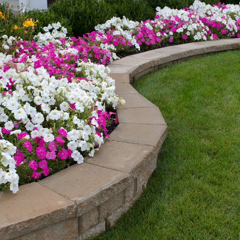 Peink and White petunias on the flower bed along with the grass